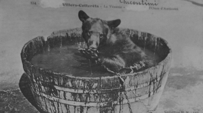 Chicoutimi, l'ours de la ménagerie des Menier - Collection A.-P. Baudesson - Don à la Société de Vènerie
